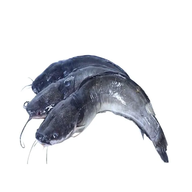 Frozen Catfish Whole Gutted 1000g+ 3kg