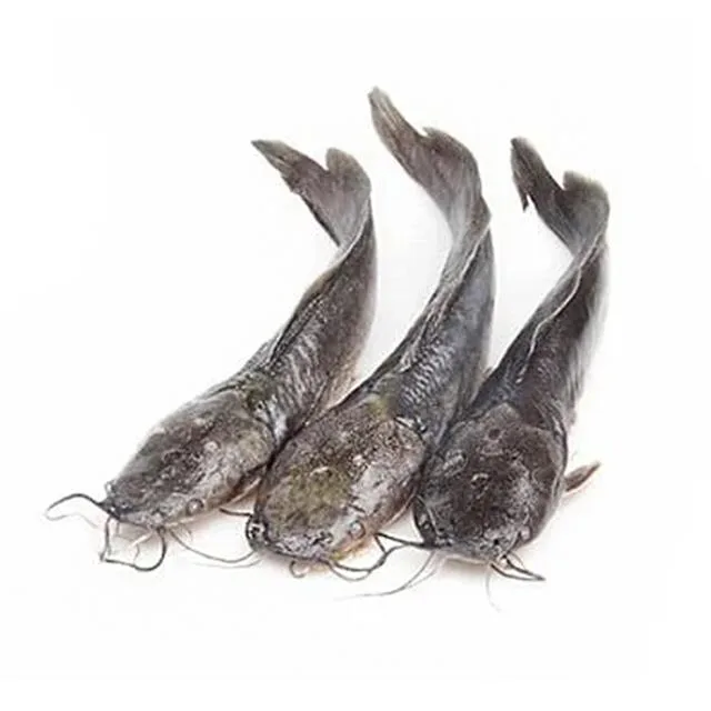 Catfish Whole 500-800