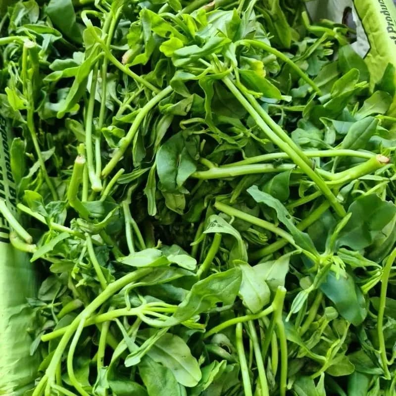 Fresh Water Leaves